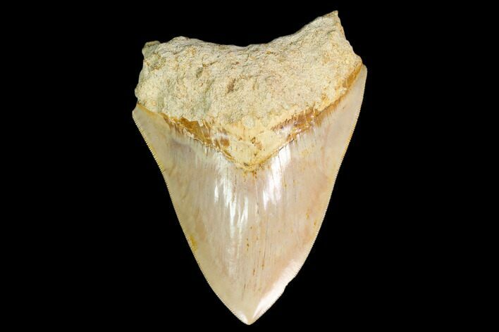 Serrated, Fossil Megalodon Tooth - West Java, Indonesia #161693